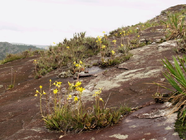 LR-Diamantina-2008-Corte- 168.jpg