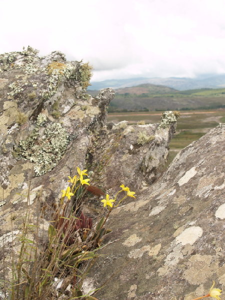 LR-Diamantina-2008-Laelia kleberi- 117.jpg
