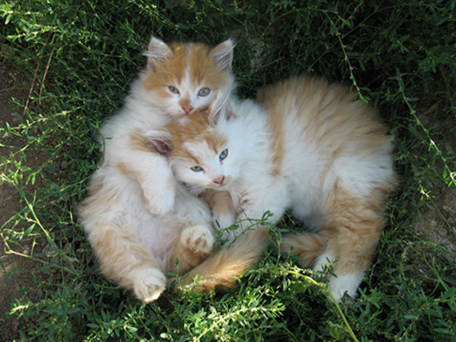 А это из второй: