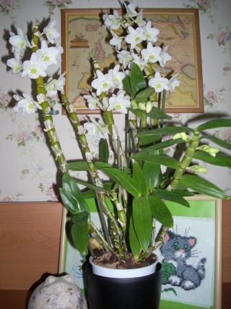 1 097 на сайт.jpg