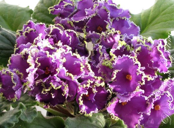 Цветун! Я удивлююсь его обильному цветению и желанию цвести снова.