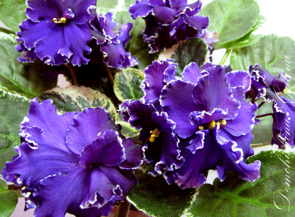 Напоминает формой цветка предедущий Apache-Midnight, но существенно отличается рваной оборкой и пестролистностью