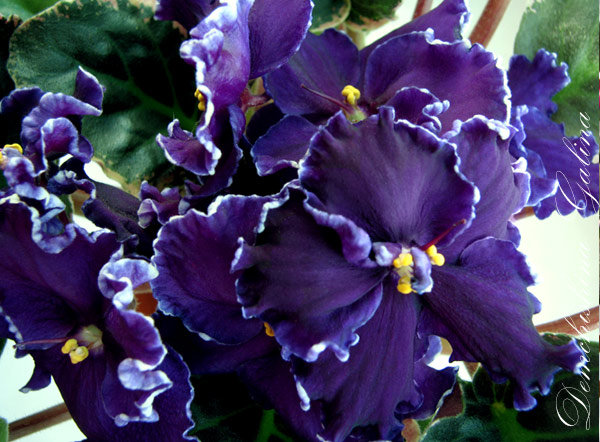 Очень темные красивые цветы