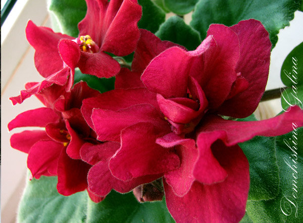 Молодой кустик, но радует размером цветов.