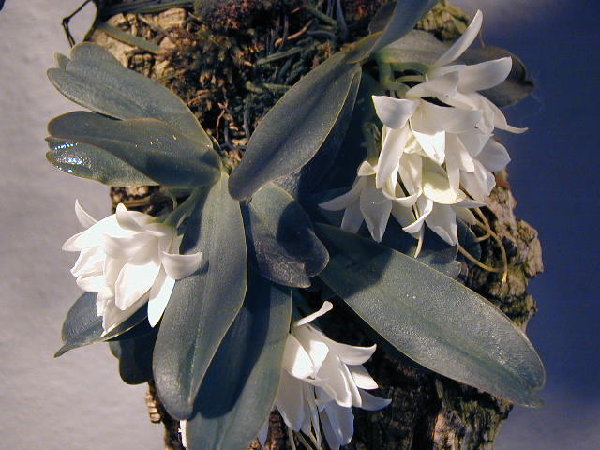 Aerangis fastuosa.jpg