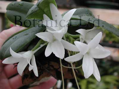 Aerangis fastuosa2.jpg