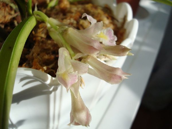 Rodriguezia satipoana