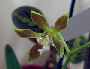 На листья и цветы конечно дистилят. А иногда удобрения и сразу дистилят. (Дата снимка 18.01.2009)