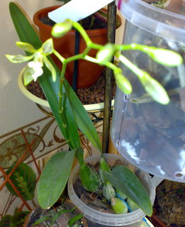 А это сегодня, что там с корнями не знаю, но полив исключительно удобрениями и в основном из пульверизатора. (Дата снимка 18.01.2009)