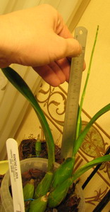 Это цветонос через месяц (Дата снимка 15.12.2008)