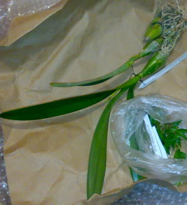 Корней не было совсем,и цветоносик еле выглядывал. Те корни что видно пришлось все отрезать. Совсэм сухой оказались  ;-) (Дата снимка 19.11.2008)