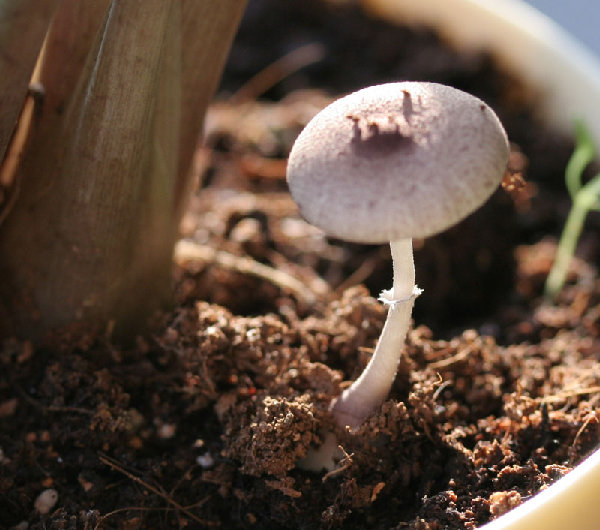 а это выросло...