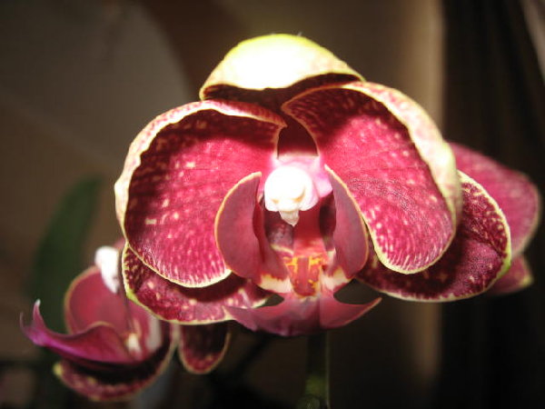 Dtps. Taida Salu ' Alisan ' 1.jpg
