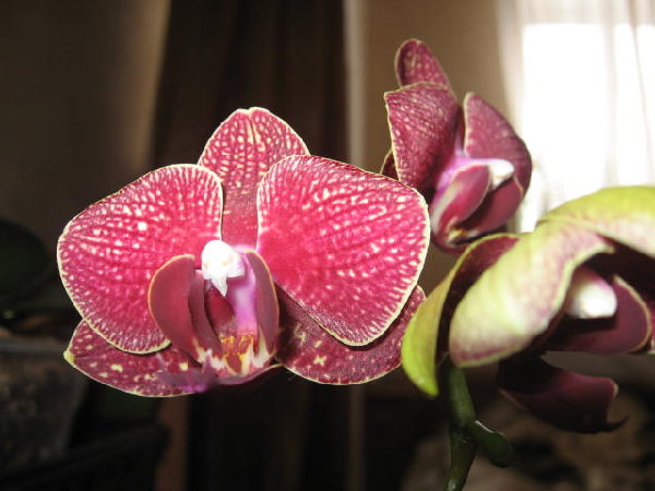 Dtps. Taida Salu ' Alisan ' 2.jpg