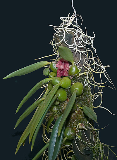 Пикта pictawp105.jpg