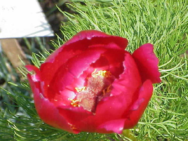 Paeonia_tenuifolia0.jpg