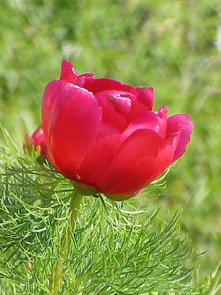 Paeonia_tenuifolia2.jpg