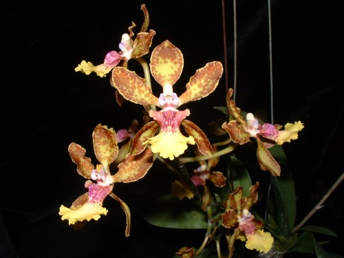 Onc. Josephine Sweet Fragrance.jpg