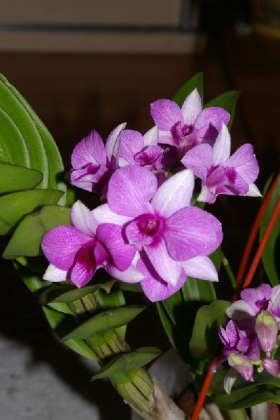 дендробиум