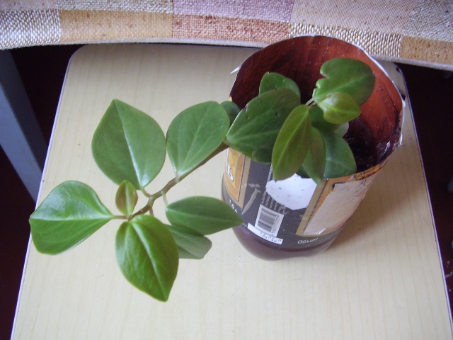 может это какая-то пеперомия?