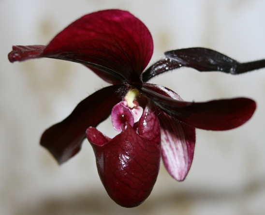PAPH. RAISIN JACK X GLORIOSUM X MAUDIAE VINICOLOR X CHARLESWORTHI1.JPG