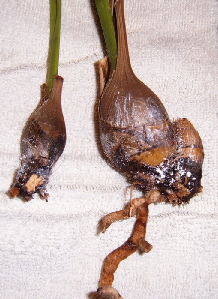 Некоторые растения без корней, можно ли их спасти и как?