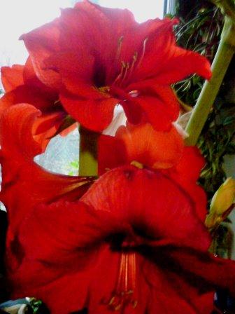 Красный Лев