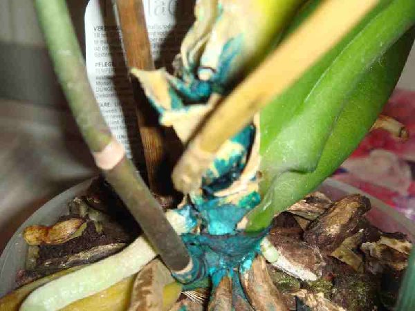 И это залила зелёнкой ((((