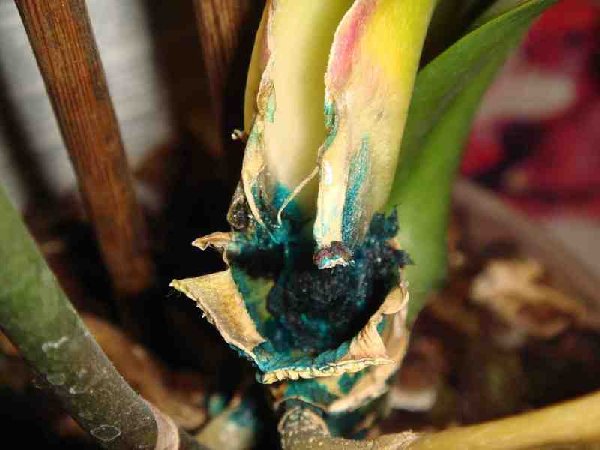 Залила зелёнкой