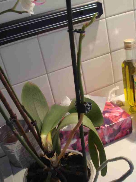 Молодой цветонос, но уже подсохший (((