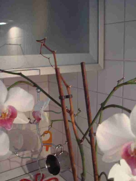 Очаги засыхания цветоноса