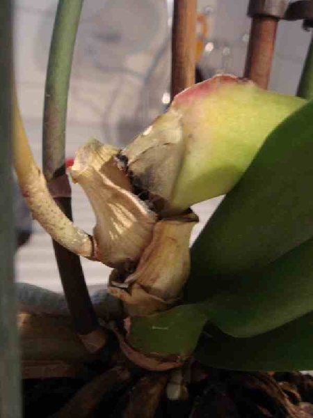 Это сам &quot;Очаг&quot;... (((