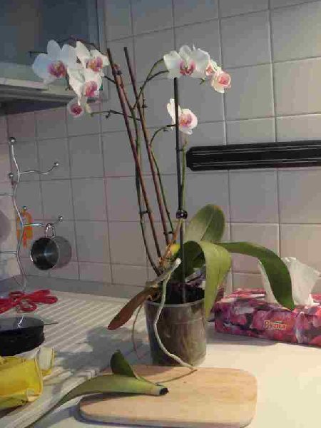 Это вся Растюха с отвалившемся кусочком