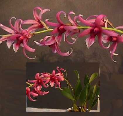 Epigeneium lyonii.jpg