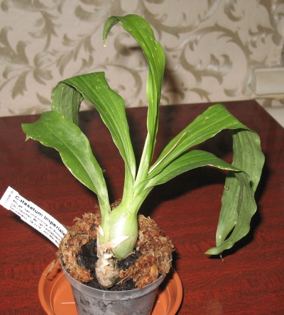 Это уже пересаженный в гораздо меньший горшок