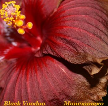 IMG_0763  120209.jpg