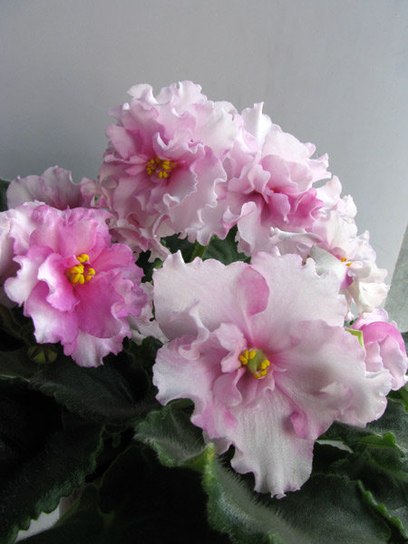 Ek_volshebniza_vesna