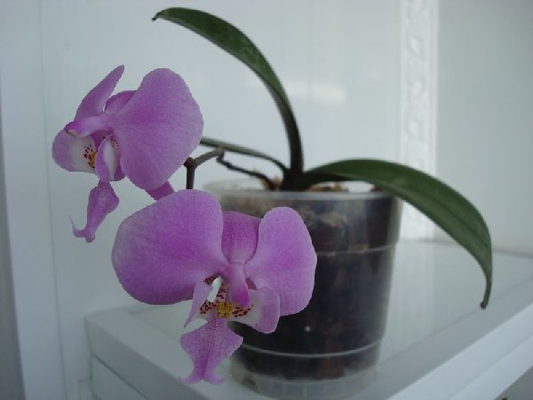 Фаленопсис шиллера, Италия