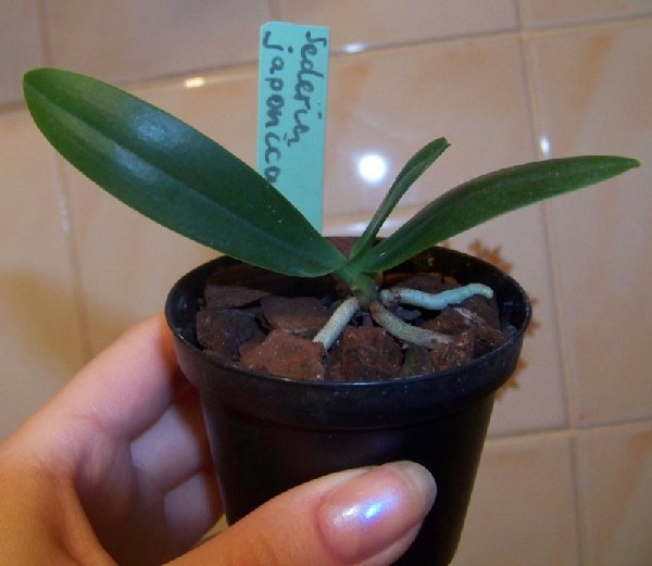 Sederia japonica.jpg