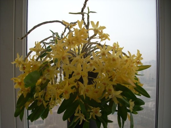 Стар Даст на сайт.jpg