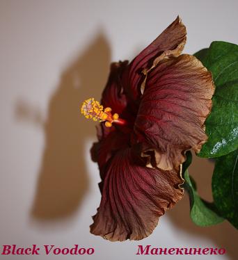 IMG_0767  120209.jpg