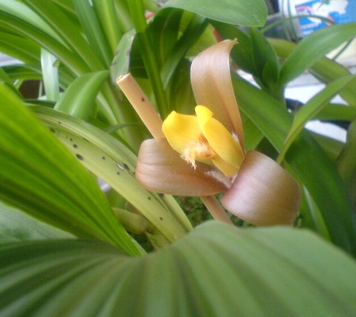 Lycaste12.jpg