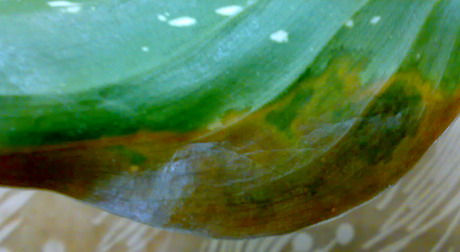 Нижняя часть листа