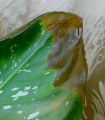 фото снизу, справа внизу видно темно-зеленую область, она предшествует пожелтению