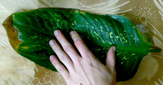 Это лист целиком