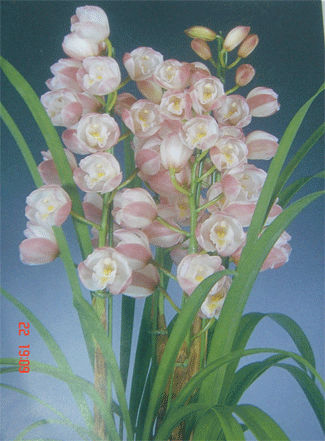 Cym. Sweet Kid pastel cherry.gif