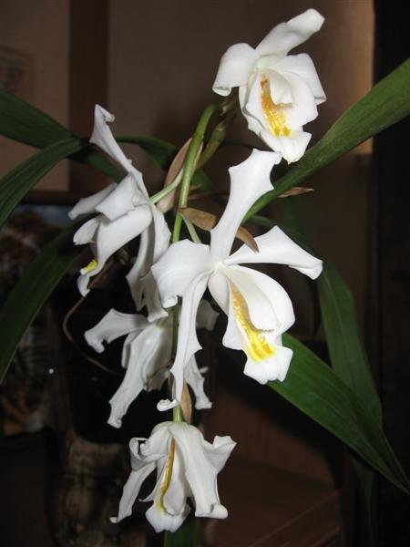 Coelogyna cristata (Средний).jpg