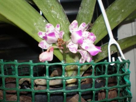 Ринх гигантеа култановский вымучал один мини цветоносик  с 5ю цветоками