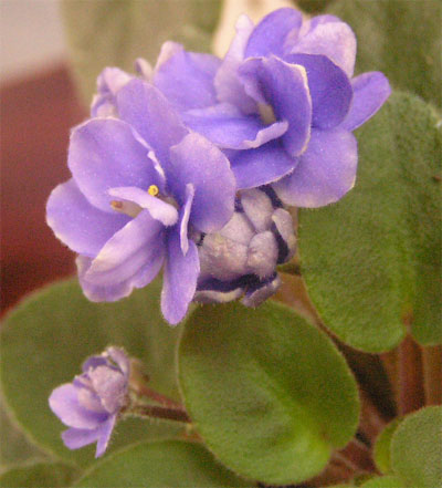 Gleeful Elf. Мини