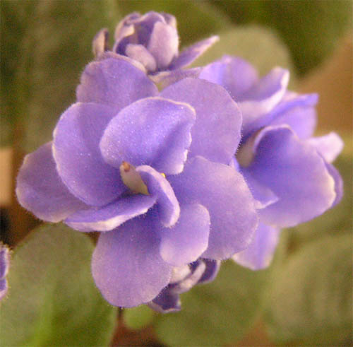 Gleeful Elf. Мини